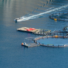 Cung cấp năng lượng cho hoạt động nuôi biển xa bờ: Hydro có thể là giải pháp bền vững?